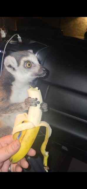 Trained Ring Tailed Lemur/Monkeey